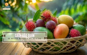 Cách bảo quản trái cây không cần tủ lạnh mà vẫn tươi lâu