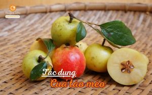 Những tác dụng của táo mèo đối với sức khoẻ và làm đẹp