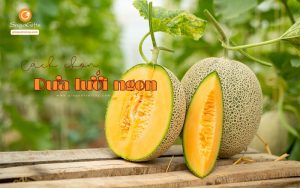 Hướng dẫn cách chọn dưa lưới tươi ngon, giòn ngọt ít ai biết